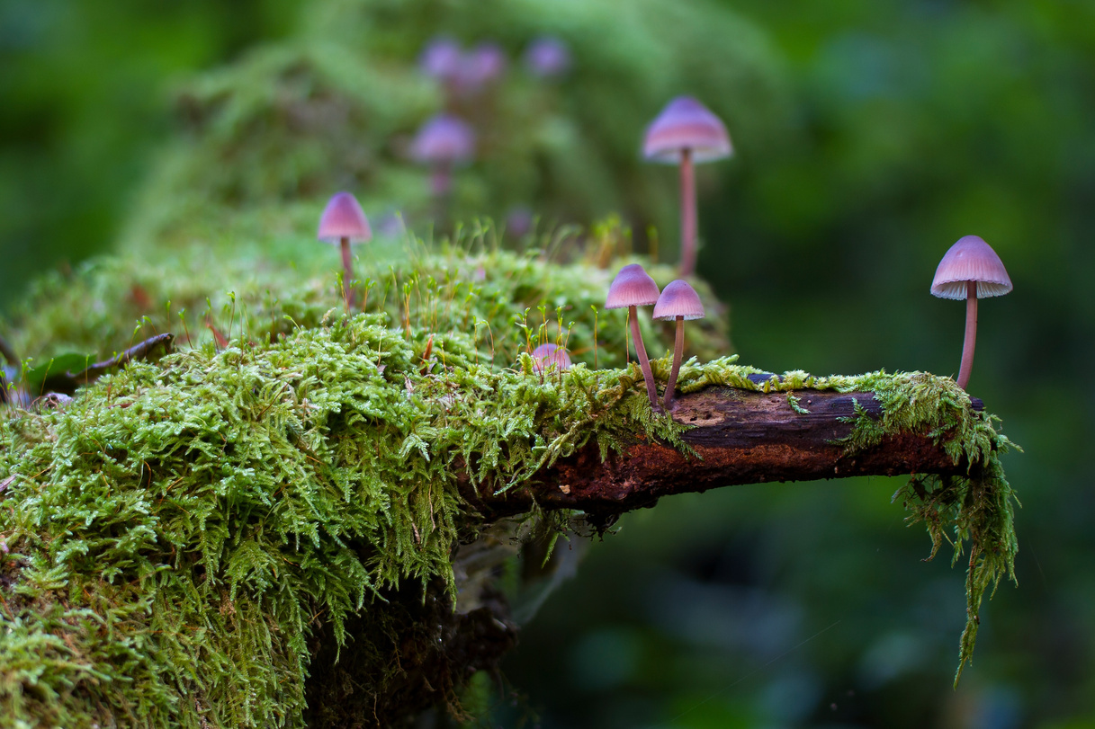 Purple Mushrooms Growing on the Moss